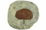 Fossil Leaf (Zizyphoides) - Montana #215535-1